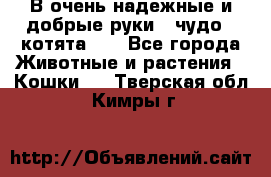 В очень надежные и добрые руки - чудо - котята!!! - Все города Животные и растения » Кошки   . Тверская обл.,Кимры г.